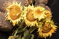 Autumn sunflower on a black background, together with sunflower seeds. Autumn flower on a black background. Withering flower. Royalty Free Stock Photo