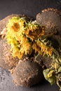 Autumn sunflower on a black background, together with sunflower seeds. Autumn flower on a black background. Withering flower. Royalty Free Stock Photo