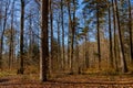 Autumn sunlight casting shadows in the forest