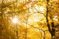 Autumn sunlight in the deciduous forest Royalty Free Stock Photo