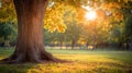 Autumn Sunlight Through Golden Leaves on Tree in Park Royalty Free Stock Photo