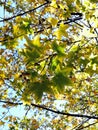 Autumn sunlight penetration maple leaves