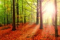 Autumn with sunlight and sunbeams - Beautiful Trees in the beech forest at fall Royalty Free Stock Photo