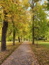 Autumn sunny alley in the park. Beautiful autumn park with the yellow trees in sunny weather. Vertical view