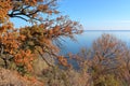 Autumn. Oak against the blue sky and blue surface of the river.