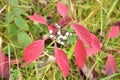 Autumn on sunny day , forest pad,dogwood plant with white berries.