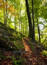 Autumn sunny day in mountain Carpathian forest Royalty Free Stock Photo