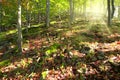 Autumn sunny day in mountain Carpathian forest Royalty Free Stock Photo