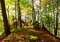 Autumn sunny day in mountain Carpathian forest Royalty Free Stock Photo