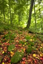 Autumn sunny day in mountain Carpathian forest Royalty Free Stock Photo