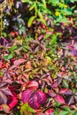 Autumn sunny day.Red leaves of wild grapes.Autumn daisies among the grapes. Royalty Free Stock Photo