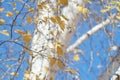 Autumn sunny day. Tree branches. Yellow leaves on a blue background. Royalty Free Stock Photo