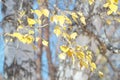 Autumn sunny day. Tree branches. Yellow leaves on a blue background. Royalty Free Stock Photo