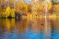 Autumn sunny landscape. Lake in the forest with swimming ducks Royalty Free Stock Photo