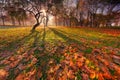 Autumn Sunny Park Landscape With Beautiful Curved Silhouette Of Tree,Shadows On The Ground And A Lot Of Red And Yellow Falling Map Royalty Free Stock Photo