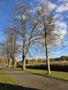 Autumn sunny trees and walkpath Royalty Free Stock Photo
