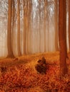 The autumn sunrise in beech forest. Fog between naked beech trees without leaves. Royalty Free Stock Photo