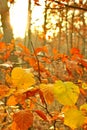 Autumn sunrise in the forest