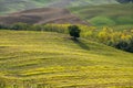 Autumn sunrise in Tuscany with wavy landscapes, fields, cypresses and clouds. Italy Royalty Free Stock Photo