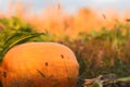 Autumn sunset colors with pumpkin