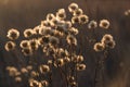 Dry fluffy wildflowers in the rays of the setting sun. Abstract natural autumn floral background. Selective focus