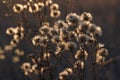 Dry fluffy wildflowers in the rays of the setting sun. Abstract natural autumn floral background. Selective focus Royalty Free Stock Photo