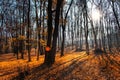 Autumn sunset in the forest Royalty Free Stock Photo