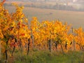 Autumn sunset of the hills of the vineyards of the Moscato wine Royalty Free Stock Photo