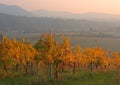 Autumn sunset of the hills of the vineyards of the Moscato wine Royalty Free Stock Photo