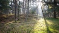 Autumn sunset in a Misty Forest. Royalty Free Stock Photo