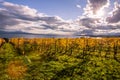 Autumn Sunset over Golden Vines and Lake on a Sunny and Cloudy D Royalty Free Stock Photo