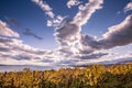 Autumn Sunset over Golden Vines and Lake on a Sunny and Cloudy D Royalty Free Stock Photo