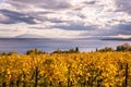 Autumn Sunset over Golden Vines and Lake on a Sunny and Cloudy D Royalty Free Stock Photo