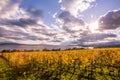 Autumn Sunset over Golden Vines and Lake on a Sunny and Cloudy D