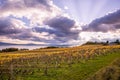 Autumn Sunset over Golden Vines and Lake on a Sunny and Cloudy D Royalty Free Stock Photo