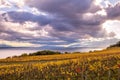 Autumn Sunset over Golden Vines and Lake on a Sunny and Cloudy D Royalty Free Stock Photo