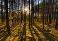 Autumn sunset panorama of mixed forest thicket with colorful tree leaves mosaic in Mazowiecki Landscape Park in Poland Royalty Free Stock Photo