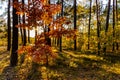 Autumn sunset panorama of mixed forest thicket with colorful tree leaves mosaic in Mazowiecki Landscape Park in Poland Royalty Free Stock Photo