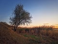 Autumn sunset scene near the lake with an oleaster tree and golden reed Royalty Free Stock Photo