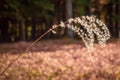 Autumn Susuki grass