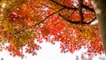 Autumn Royalty Free Stock Photo