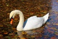 Autumn swan