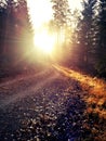 Autumn in Swedish woodlands