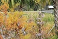 Autumn Sweetwater Wetlands Park Gainesville Florida Royalty Free Stock Photo