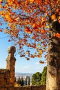 Autumn sycamore tree in the old city of Granada, Spain Royalty Free Stock Photo