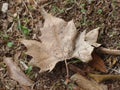 autumn symbol