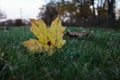 Autumn Symbol Golden Yellow Leaf