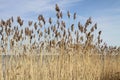 Autumn tall grass on the banks of Lake Pleshcheyevo.