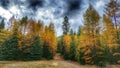 Autumn Tamaracks With Stormy Sky