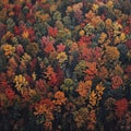 Autumn Tapestry of Forest Canopy